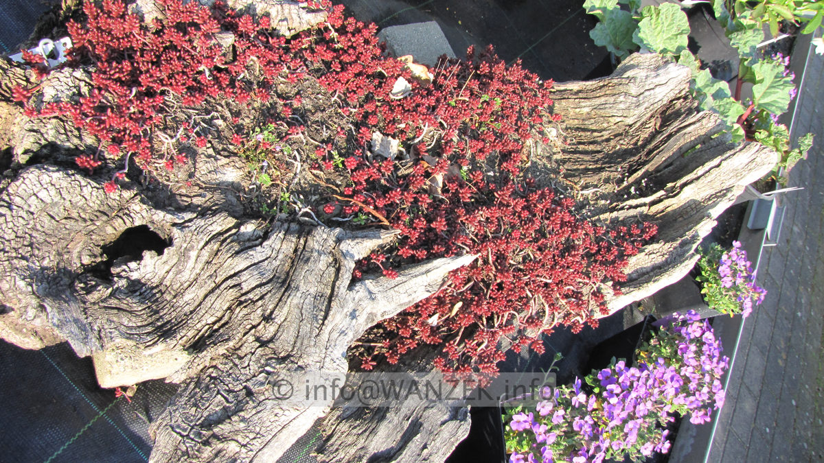 Wurzel  Mooreiche alt mit Sedum.JPG